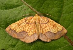 Dark Bordered Beauty (Epione vespertaria)