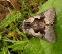 Fjellmetallfly (Syngrapha diasema)