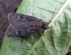 Svart jordfly (Euxoa nigricans)