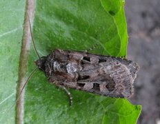 Fiolettbrunt jordfly (Euxoa recussa)