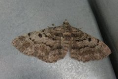 Cloaked Pug (Eupithecia abietaria)