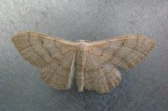 Bueengmåler (Idaea straminata)