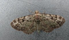 Green Pug (Pasiphila rectangulata)