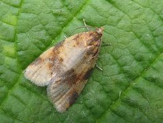 Brown-barred Tortrix (Epagoge grotiana)