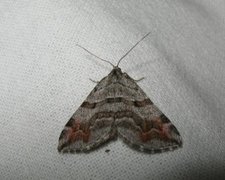 Manchester Treble-bar (Carsia sororiata)