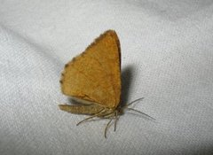 Rannoch Looper (Macaria brunneata)