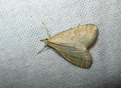 Pale Straw Pearl (Udea lutealis)