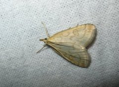 Blek engmott (Udea lutealis)