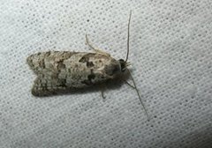 Grey Tortrix (Cnephasia stephensiana)