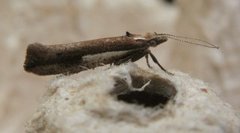White-shouldered Smudge (Ypsolopha parenthesella)