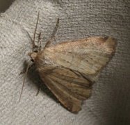 Small Dotted Buff (Photedes minima)