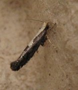 Apple Fruit Moth (Argyresthia conjugella)