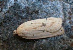 Gul knoppurtflatmøll (Agonopterix kaekeritziana)