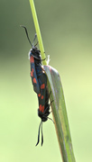 Stor bloddråpesvermer (Zygaena lonicerae)