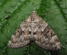 Granbarmåler (Thera variata)