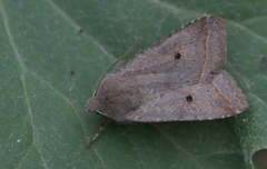 Red-line Quaker (Agrochola lota)