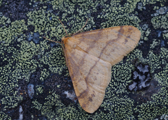 Gul frostmåler (Agriopis aurantiaria)