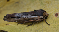 Red Sword-grass (Xylena vetusta)