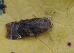 Broad-bordered Yellow Underwing (Noctua fimbriata)