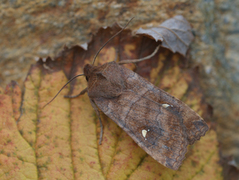 Bølgefly (Eupsilia transversa)