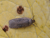 Agonopterix capreolella