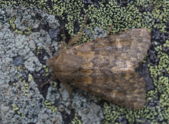 Brindled Ochre (Dasypolia templi)