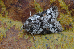 Seljeviklefly (Nycteola degenerana)