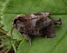 Small Chocolate-tip (Clostera pigra)