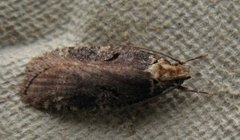 Large Purple Flat-body (Agonopterix liturosa)