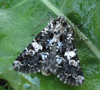 Marbled Coronet (Hadena confusa)
