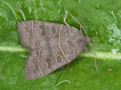 Osperingfly (Ipimorpha subtusa)