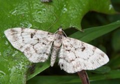 Cloaked Pug (Eupithecia abietaria)