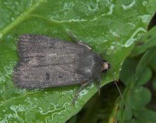 Mouse Moth (Amphipyra tragopoginis)