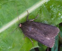 Mouse Moth (Amphipyra tragopoginis)