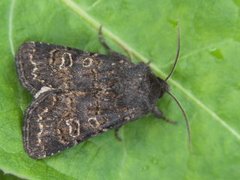 Gulringet åkerfly (Tholera cespitis)