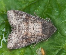 Rødlig løvfly (Parastichtis suspecta)