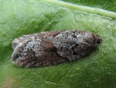 Blåbærflatvikler (Acleris maccana)