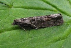 Dark Aspen Bell (Epinotia maculana)