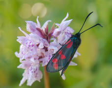 Seksflekket bloddråpesvermer (Zygaena filipendulae)