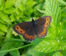 Fløyelsringvinge (Erebia ligea)