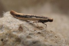 Pale Red Slender (Caloptilia elongella)