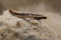 Caloptilia elongella