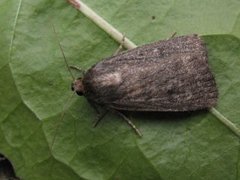 Grått pyramidefly (Amphipyra tragopoginis)