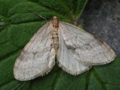 Northern Winter Moth (Operophtera fagata)