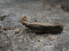 White-shouldered Smudge (Ypsolopha parenthesella)