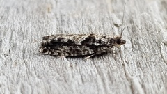 Epinotia cinereana/nisella