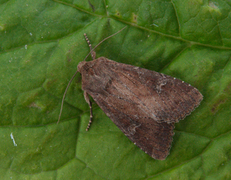 Teglrødt engfly (Apamea lateritia)