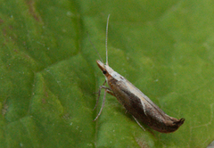 Honeysuckle Moth (Ypsolopha dentella)