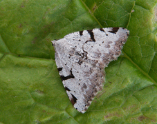 The V-Moth (Macaria wauaria)