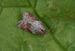 Jordbær-/buskflatvikler (Acleris comariana/laterana)